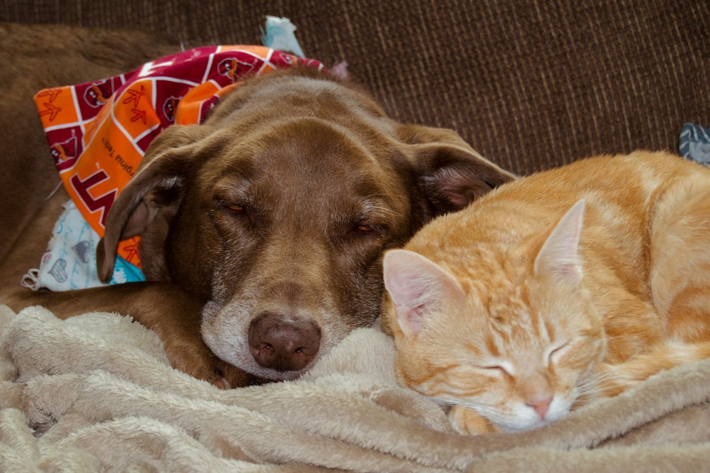A dog and a cat resting together