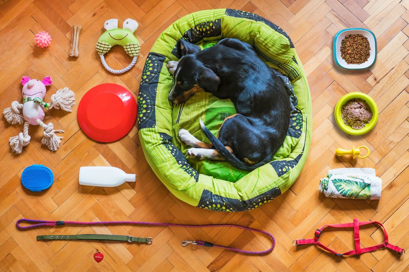 A dog surrounded by toys and pet accessories